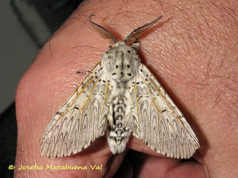 Cerura (Cerura) iberica - Notodontidae